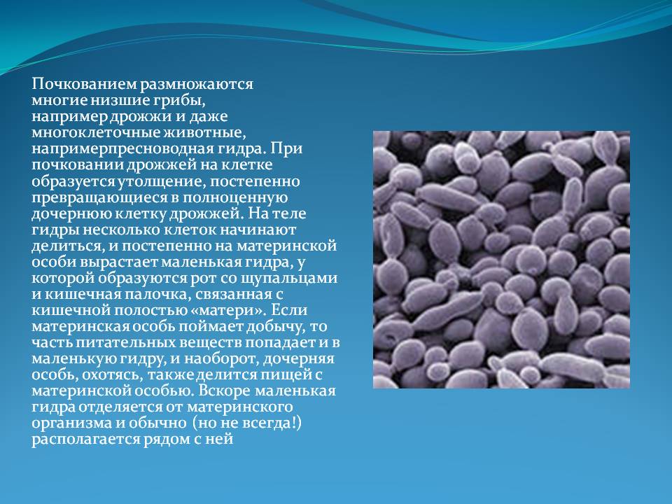 Kraken официальная ссылка