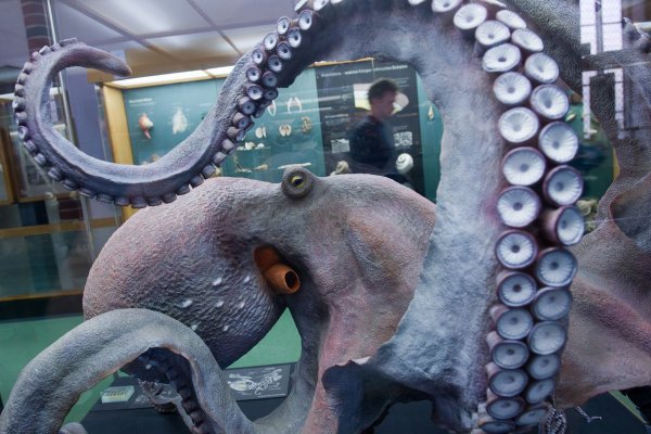 Настоящий сайт kraken